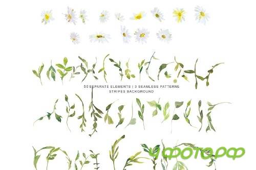 Watercolor Daisy Clip Art - 3555786