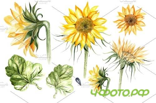 Watercolor Sunflower & Pumpkins - 3921210