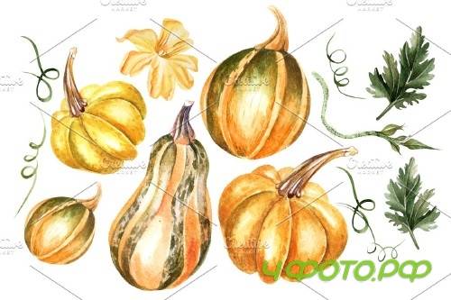 Watercolor Sunflower & Pumpkins - 3921210