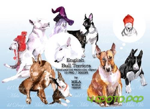 Watercolor English Bull Terriers Clip Art