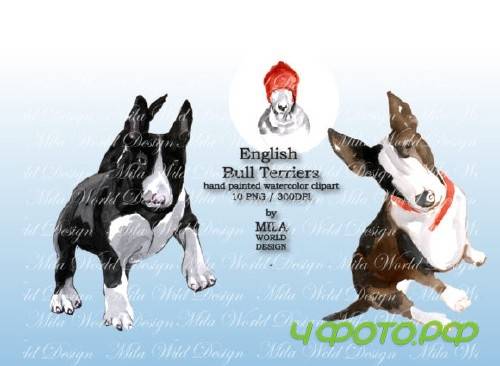 Watercolor English Bull Terriers Clip Art