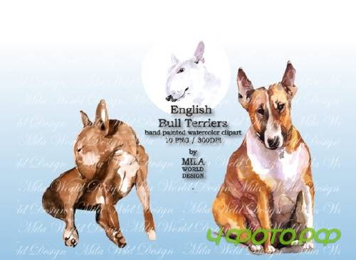 Watercolor English Bull Terriers Clip Art