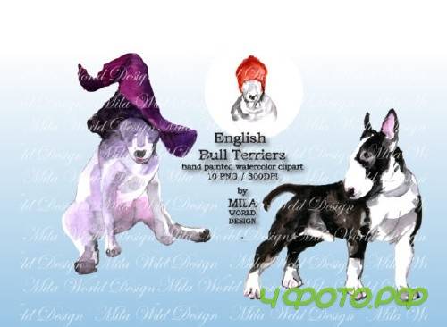 Watercolor English Bull Terriers Clip Art