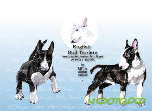 Watercolor English Bull Terriers Clip Art