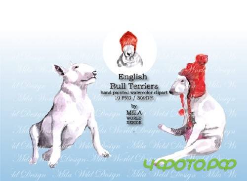 Watercolor English Bull Terriers Clip Art