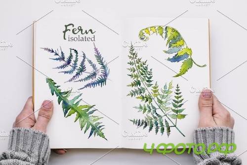 Fern Watercolor png - 3932364