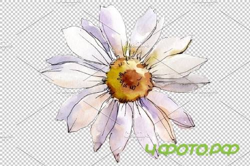 Daisy white watercolor png - 3935353