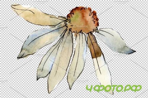 Daisy white watercolor png - 3935353