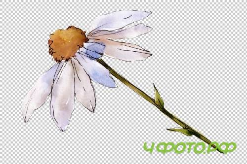 Daisy white watercolor png - 3935353