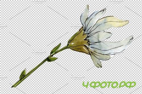 Daisy white watercolor png - 3935353