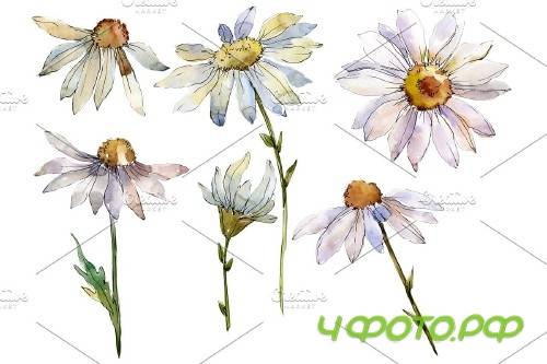 Daisy white watercolor png - 3935353