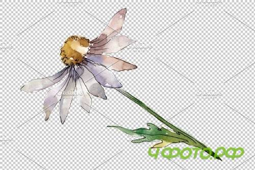 Daisy white watercolor png - 3935353