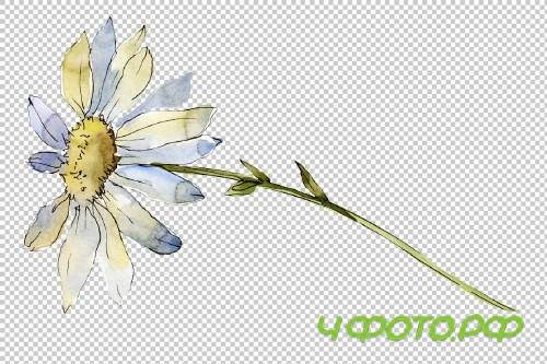 Daisy white watercolor png - 3935353