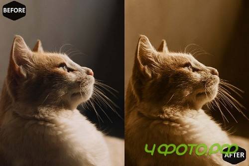 Macadamia Mobile & Desktop Lightroom Presets, Brown LR - 289076
