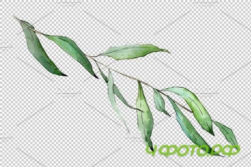 Willow branches Watercolor png - 3950883