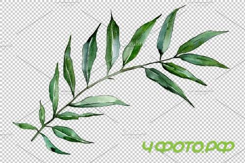 Willow branches Watercolor png - 3950883