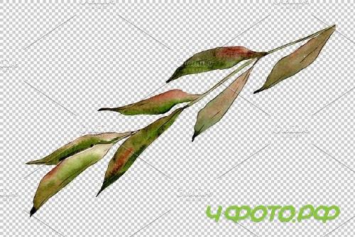 Willow branches Watercolor png - 3950883