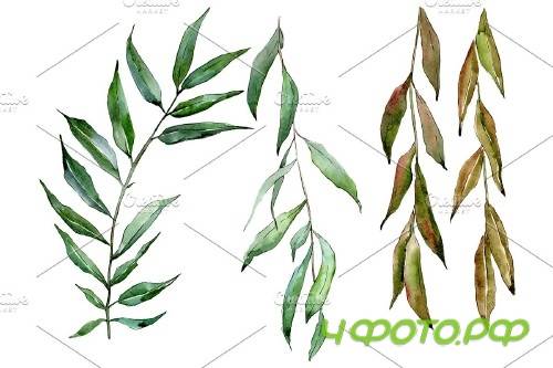 Willow branches Watercolor png - 3950883