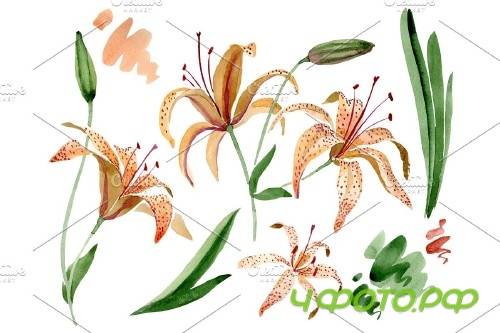 Orange lily watercolor png - 3958922