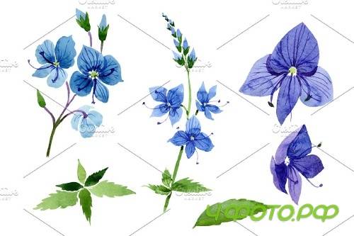 Veronica flower blue Watercolor png - 3988085