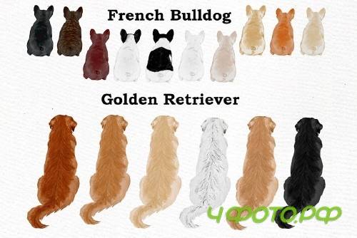 Dogs Clipart,Dog breeds Pet clipart - 3993651