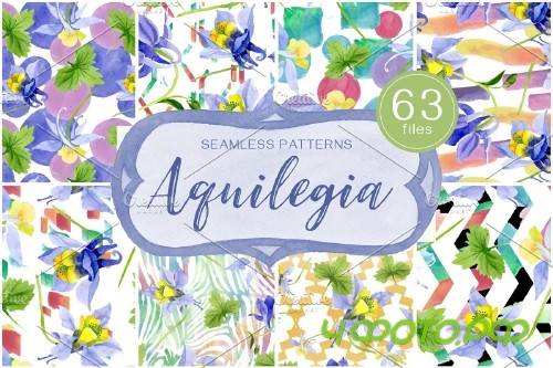 Columbine or Aquilegia flower - 4084146