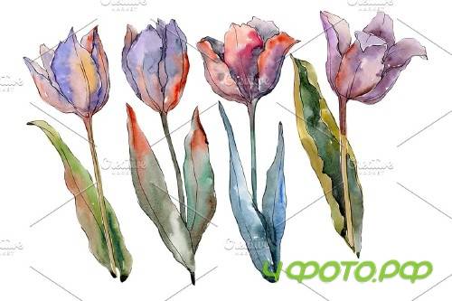 Flowers tulips fiery hello - 4026056