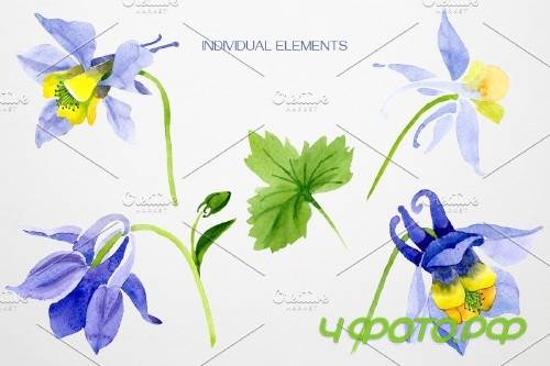 Columbine or Aquilegia flower - 4084146