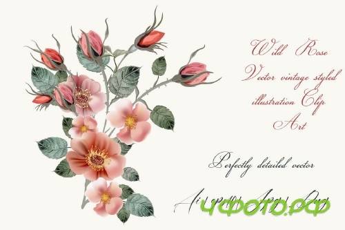 Vintage wild rose, high detailed vector rose illustration - 318524