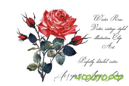 Red rose vector vintage illustration - 318153