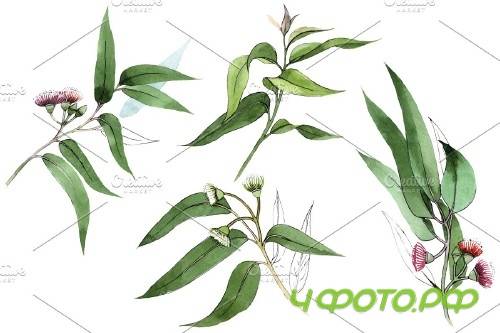 Eucalyptus branch Watercolor png - 4120898