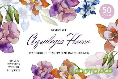 Aquilegia flowers velvet season - 4119341