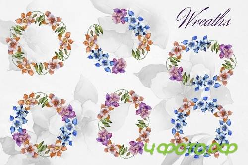 Aquilegia flowers velvet season - 4119341