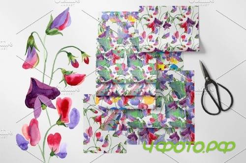 Watercolor Flowers Sweet Pea PNG - 4119327