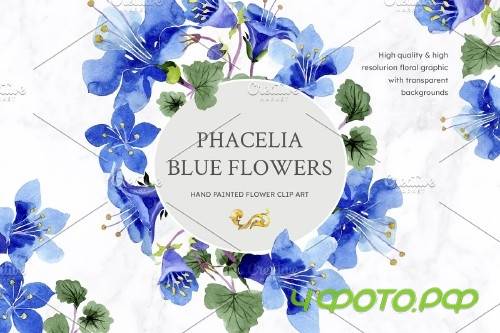 Phacelia or Bellflowers watercolor - 4110446