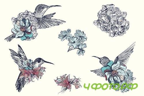 Collection of vector hummingbirds - 323370