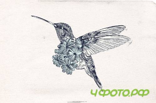 Collection of vector hummingbirds Vol.2 - 323382