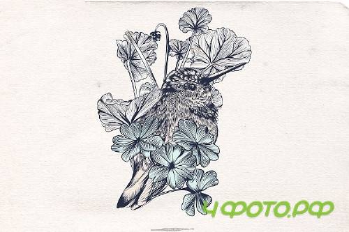 Collection of vector hummingbirds Vol.2 - 323382