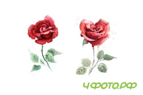 5 watercolor roses 53256