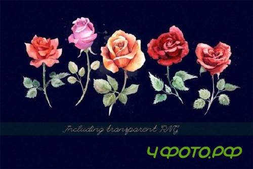 5 watercolor roses 53256