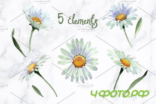 White chamomile flowers watercolor - 4194283