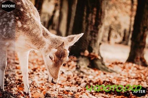 Pumpkin Photoshop Actions And ACR Presets, Fall preset - 370043