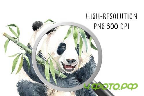 Panda. Watercolor animal clipart - 3867027