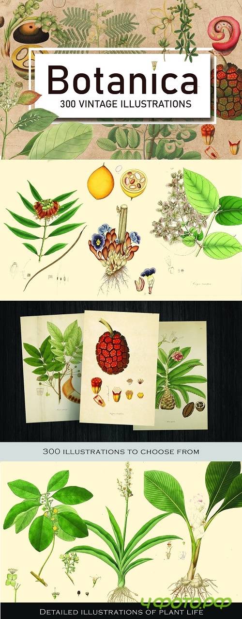 300 Vintage Botanical Illustrations - 4247680