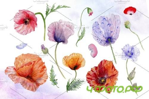 Poppy red flower watercolor png - 4267189