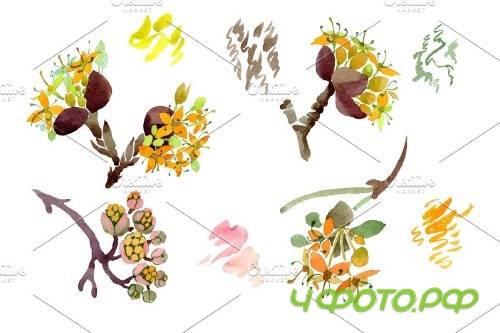 Flower illustration Dogwood - 4267090