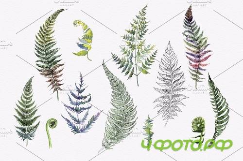 Green fern leaves watercolor png - 4254347