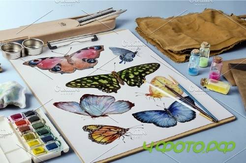 Miracle of nature butterflies - 4246030