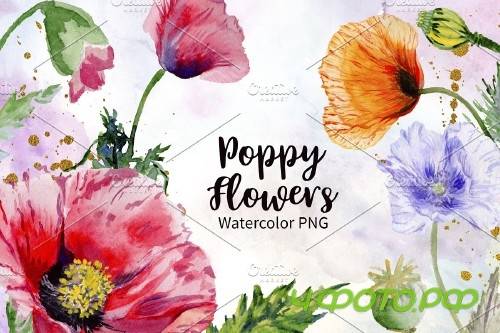 Poppy red flower watercolor png - 4267189