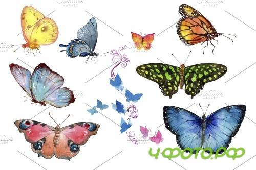 Miracle of nature butterflies - 4246030